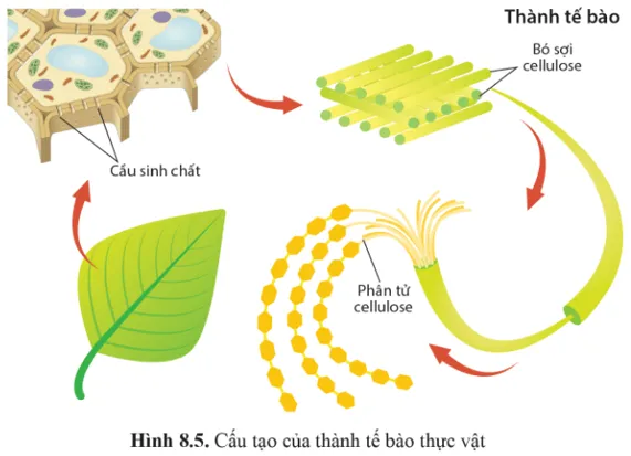 Quan sát hình 8.5 và mô tả cách sắp xếp các phân tử cellulose trong thành tế bào A Sua Luyen Tap 3 Trang 44 Sinh Hoc 10