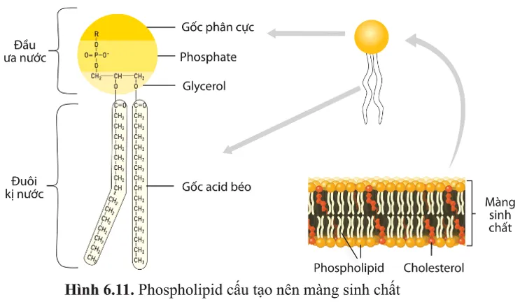 Dựa vào hình 6.11, cho biết đặc điểm cấu tạo nào của phospholipid phù hợp với chức năng A Sua Luyen Tap 4 Trang 36 Sinh Hoc 10