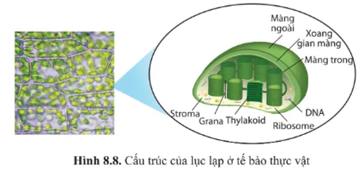 Dựa vào hình 8.7, 8.8, nêu những đặc điểm cấu tạo giống nhau giữa lục lạp và ti thể A Sua Luyen Tap 7 Trang 47 Sinh Hoc 10 1