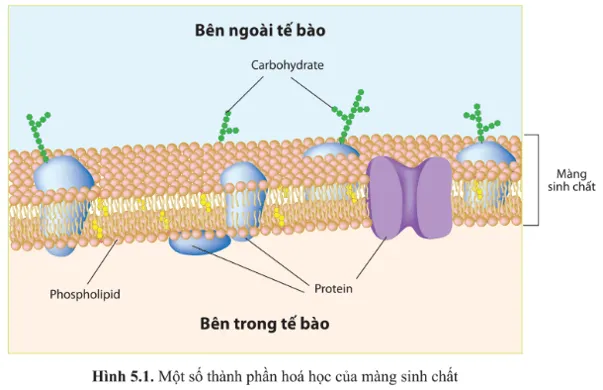 Dựa vào hình 5.1, hãy cho biết màng sinh chất (màng tế bào) được cấu tạo A Sua Mo Dau Trang 25 Sinh Hoc 10