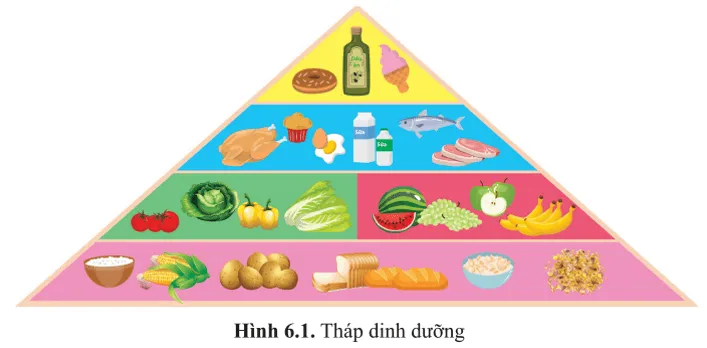 Các loại thực phẩm ở bốn tầng trong tháp dinh dưỡng (hình 6.1) cung cấp A Sua Mo Dau Trang 29 Sinh Hoc 10