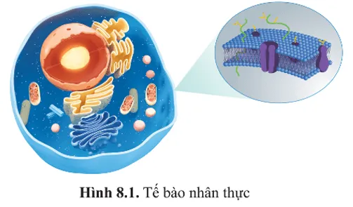 Nêu những thành phần cấu tạo chính của tế bào nhân thực A Sua Mo Dau Trang 42 Sinh Hoc 10