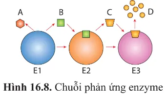 Trong chuỗi phản ứng ở hình 16.8, xác định trung tâm hoạt động, cơ chất, sản phẩm Bai 4 Trang 101 Sinh Hoc 10 145253