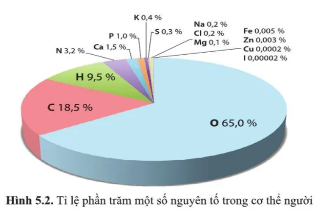 Cho biết mỗi nguyên tố trong hình 5.2 thuộc nhóm nguyên tố đại lượng hay vi lượng Cau Hoi 1 Trang 26 Sinh Hoc 10