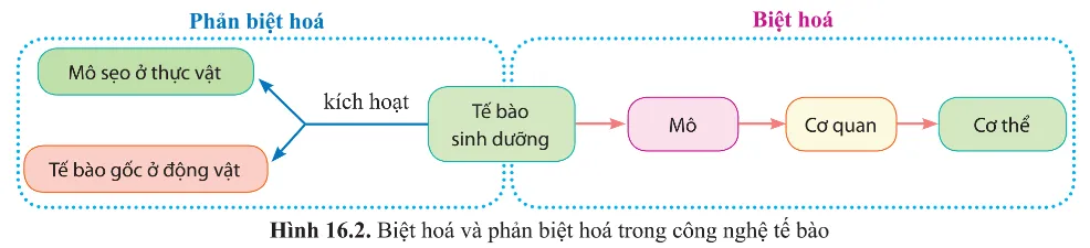 Quan sát hình 16.2, trình bày sự khác nhau giữa biệt hoá và phản biệt hoá tế bào? Cau Hoi 1 Trang 95 Sinh Hoc 10 145248