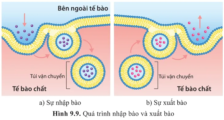 Dựa vào hình 9.9, phân biệt sự nhập bào và sự xuất bào? Cau Hoi 11 Trang 58 Sinh Hoc 10