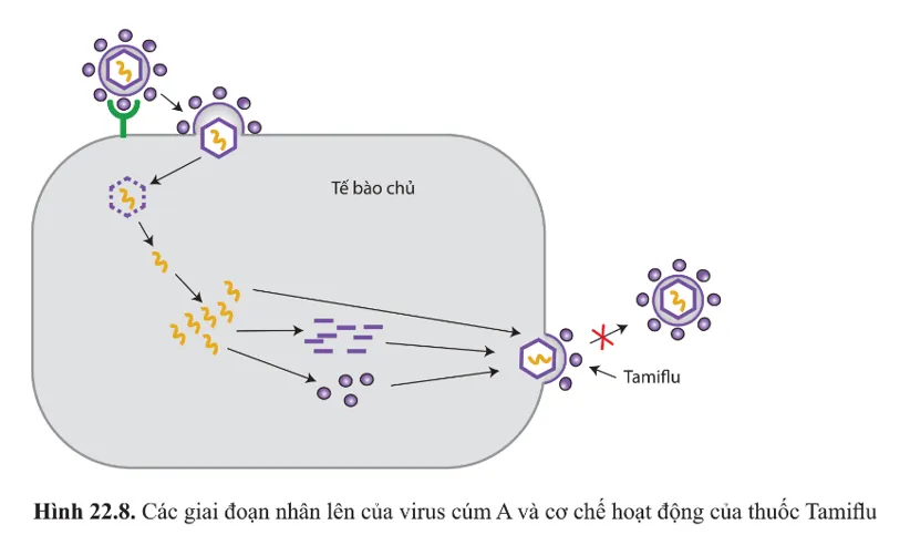 Nêu các giai đoạn trong chu trình nhân lên của virus Cau Hoi 12 Trang 139 Sinh Hoc 10