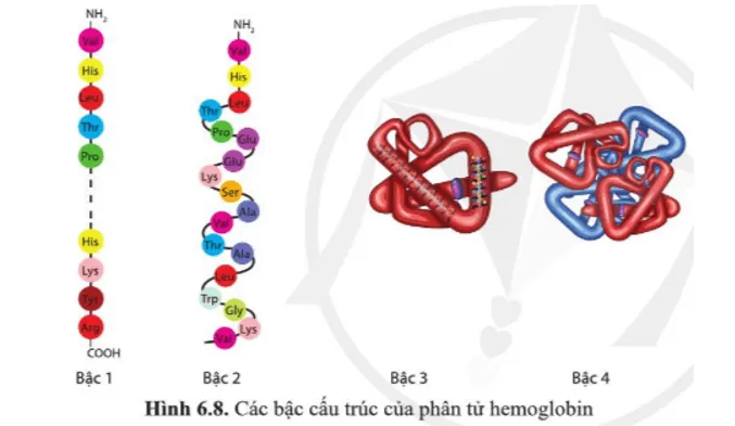 Phân biệt các bậc cấu trúc của phân tử hemoglobin Cau Hoi 12 Trang 33 Sinh Hoc 10