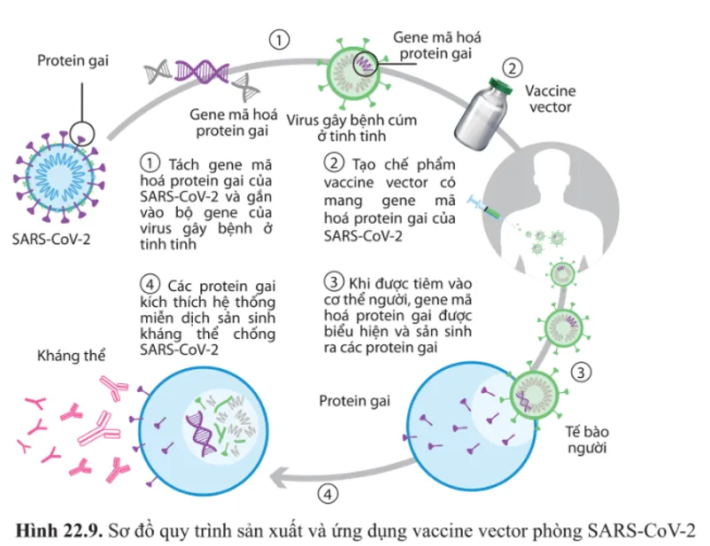 Quan sát hình 22.9 và mô tả lại quy trình sản xuất và sử dụng vaccine vector  Cau Hoi 14 Trang 141 Sinh Hoc 10