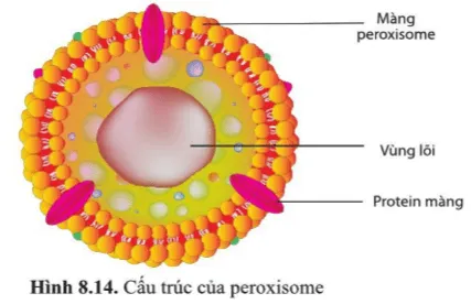 Quan sát hình 8.14, mô tả cấu tạo peroxisome Cau Hoi 19 Trang 50 Sinh Hoc 10