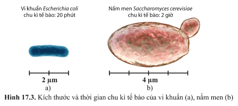 Hình 17.3 cho biết kích thước và thời gian chu kì tế bào của E. coli và S. cerevisiae Cau Hoi 2 Trang 103 Sinh Hoc 10