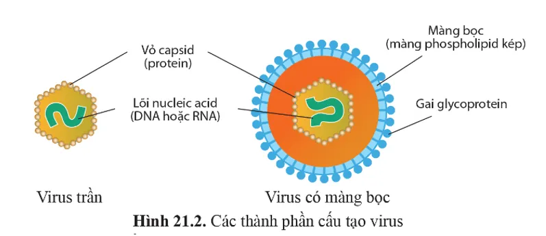 Quan sát hình 21.2 và cho biết các thành phần cấu tạo virus Cau Hoi 2 Trang 132 Sinh Hoc 10