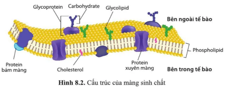 Quan sát hình 8.2, cho biết phân tử nào trong cấu trúc của màng sinh chất thuộc nhóm Cau Hoi 2 Trang 42 Sinh Hoc 10