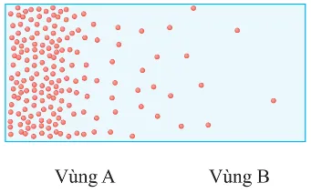 Quan sát hình 9.2 và cho biết Cau Hoi 2 Trang 55 Sinh Hoc 10