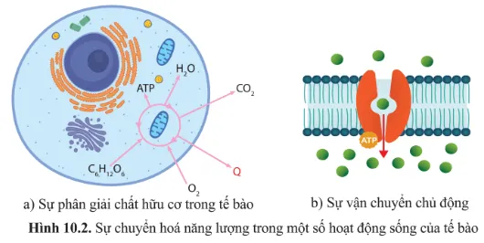 Quan sát hình 10.2 và xác định các dạng năng lượng được chuyển hóa trong hoạt động sống của tế bào? Cau Hoi 2 Trang 61 Sinh Hoc 10 145061