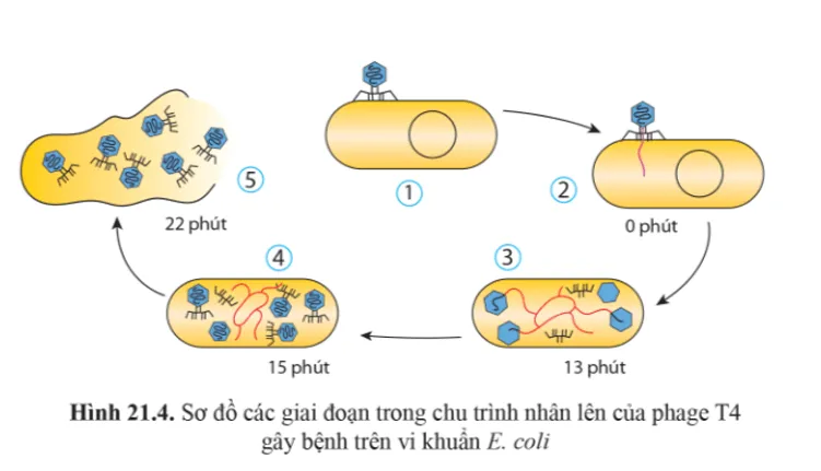 Quan sát các hình 21.4, 21.5 và mô tả các giai đoạn trong chu trình nhân lên của virus Cau Hoi 3 Trang 132 Sinh Hoc 10 146573