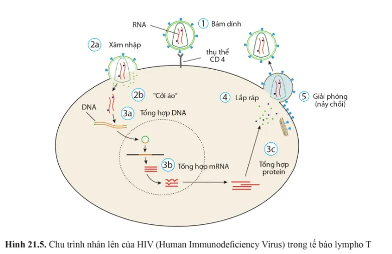 Quan sát các hình 21.4, 21.5 và mô tả các giai đoạn trong chu trình nhân lên của virus Cau Hoi 3 Trang 132 Sinh Hoc 10 146574