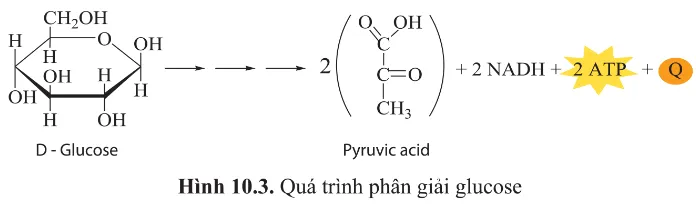 Ở hình 10.3, năng lượng được chuyển từ dạng nào sang dạng nào? Cau Hoi 3 Trang 62 Sinh Hoc 10 145062