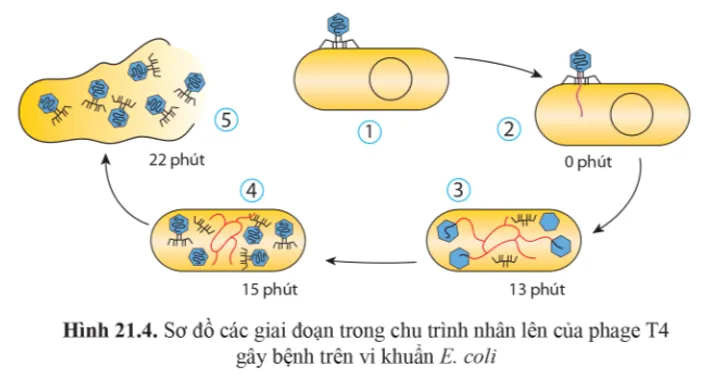 Quan sát các hình 21.4, 21.5 và cho biết điều gì xảy ra với tế bào chủ khi virus được giải phóng? Cau Hoi 4 Trang 133 Sinh Hoc 10 146575