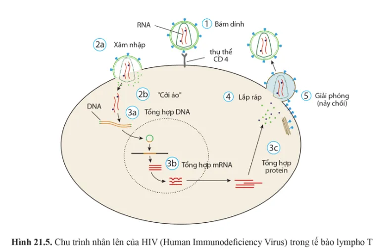 Quan sát các hình 21.4, 21.5 và cho biết điều gì xảy ra với tế bào chủ khi virus được giải phóng? Cau Hoi 4 Trang 133 Sinh Hoc 10 146576