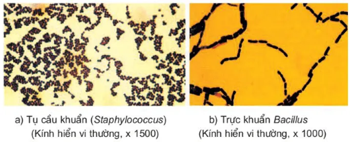 Vẽ và mô tả tóm tắt hình dạng các loại vi khuẩn em đã quan sát được Cau Hoi 4 Trang 41 Sinh Hoc 10 3