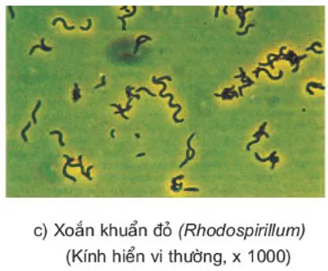 Vẽ và mô tả tóm tắt hình dạng các loại vi khuẩn em đã quan sát được Cau Hoi 4 Trang 41 Sinh Hoc 10 4