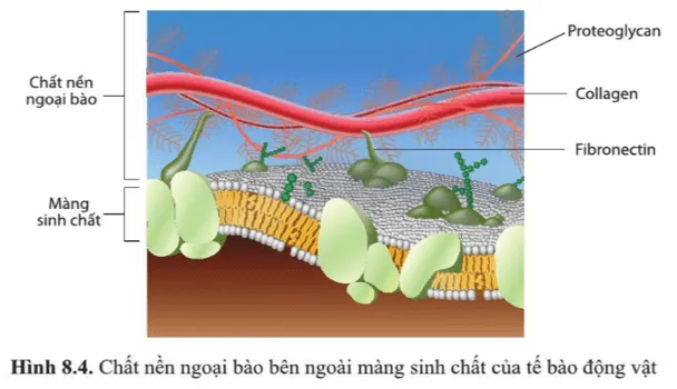 Quan sát hình 8.4, cho biết tên một số phân tử cấu tạo nên chất nền ngoại bào Cau Hoi 4 Trang 43 Sinh Hoc 10