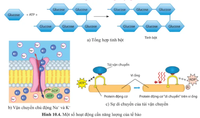 Quan sát hình 10.4 và cho biết chức năng của ATP trong tế bào. Giải thích? Cau Hoi 4 Trang 62 Sinh Hoc 10 145066