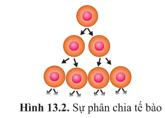Quan sát hình 13.2, cho biết các tế bào mới được tạo ra từ một tế bào thì giống nhau hay khác nhau? Cau Hoi 4 Trang 82 Sinh Hoc 10 145222