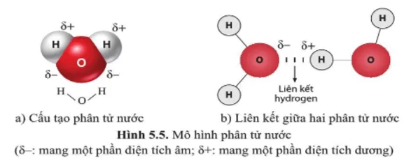 Quan sát hình 5.5 và cho biết tên các nguyên tử và liên kết hóa học trong phân tử nước Cau Hoi 5 Trang 27 Sinh Hoc 10