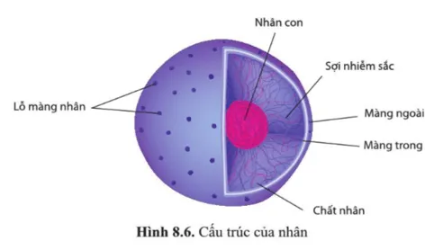 Quan sát hình 8.6 và liệt kê các thành phần cấu tạo của nhân Cau Hoi 6 Trang 45 Sinh Hoc 10