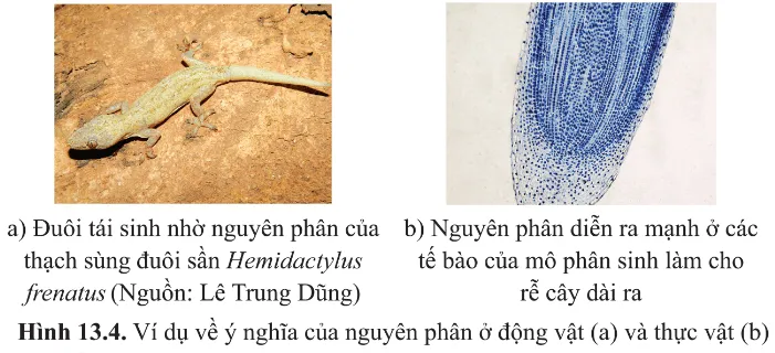 Dựa vào các ví dụ nêu ở hình 13.4 cho biết nguyên phân có ý nghĩa gì đối với sinh vật Cau Hoi 6 Trang 84 Sinh Hoc 10 145226