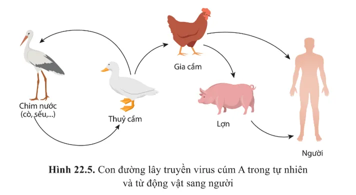 Quan sát hình 22.5 và cho biết chúng ta nên làm gì để hạn chế sự lây truyền Cau Hoi 7 Trang 137 Sinh Hoc 10