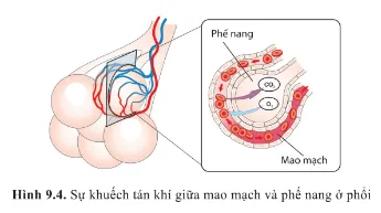 Quan sát hình 9.4 và giải thích sự khuếch tán khí O2 và CO2 ở phổi Cau Hoi 7 Trang 56 Sinh Hoc 10