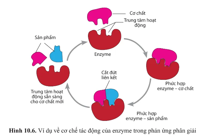 Dựa vào hình 10.6, mô tả ba bước cơ bản trong cơ chế tác động của enzyme Cau Hoi 7 Trang 64 Sinh Hoc 10 145064