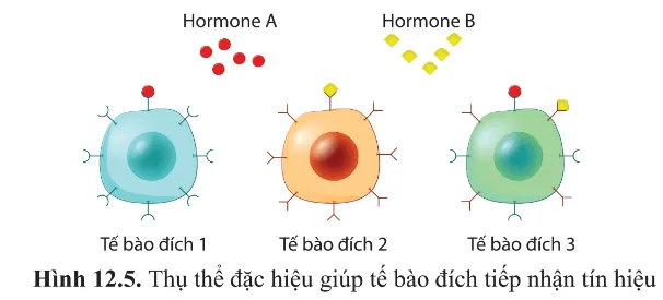 Quan sát hình 12.5, cho biết tế bào đích nào tiếp nhận được hormone A, hormone B. Vì sao Cau Hoi 7 Trang 78 Sinh Hoc 10 145216