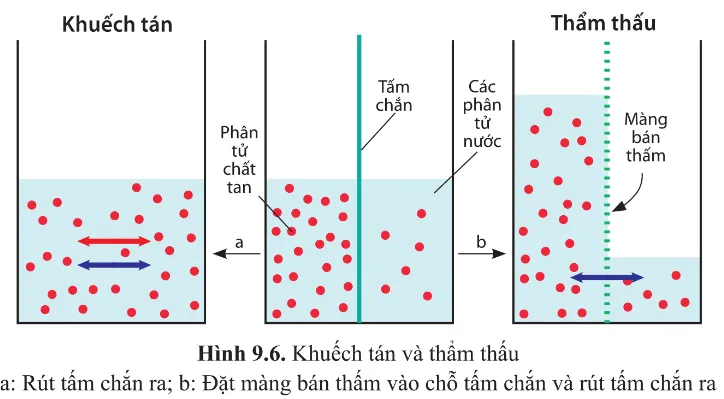 Quan sát hình 9.6 và trả lời các câu hỏi sau Cau Hoi 8 Trang 57 Sinh Hoc 10