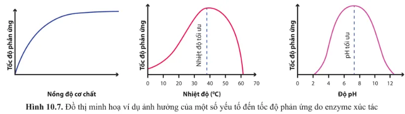 Quan sát hình 10.7 và cho biết khi tăng nồng độ cơ chất hay nhiệt độ, độ pH thì tốc độ phản ứng thay đổi như thế nào Cau Hoi 8 Trang 64 Sinh Hoc 10 145065