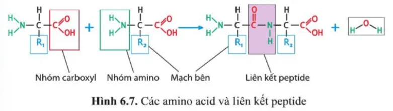 Dựa vào hình 6.7, nêu các nguyên tố chính cấu tạo nên phân tử amino acid Cau Hoi 9 Trang 32 Sinh Hoc 10