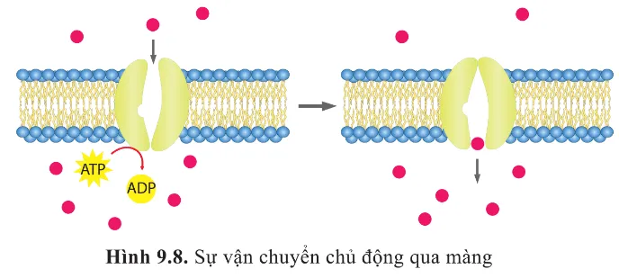 Quan sát hình 9.8 và cho biết sự khác biệt giữa vận chuyển thụ động và vận chuyển chủ động Cau Hoi 9 Trang 58 Sinh Hoc 10