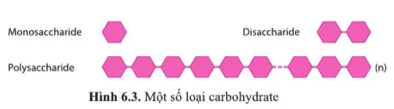 Dựa vào hình 6.3 Cho biết các loại carbohydrate được phân loại dựa trên tiêu chí nào Luyen Tap 1 Trang 30 Sinh Hoc 10