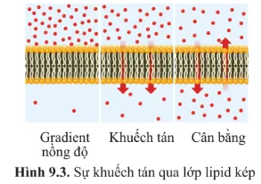 Dựa vào hình 9.3 và 9.5 cho biết đặc điểm chung giữa khuếch tán đơn giản và khuếch tán tăng cường Luyen Tap 1 Trang 56 Sinh Hoc 10 145050