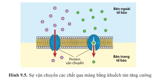 Dựa vào hình 9.3 và 9.5 cho biết đặc điểm chung giữa khuếch tán đơn giản và khuếch tán tăng cường Luyen Tap 1 Trang 56 Sinh Hoc 10 145051