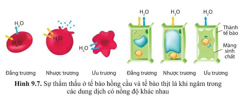 Quan sát hình 9.7 và cho biết sự di chuyển của các phân tử nước, sự thay đổi hình dạng Luyen Tap 2 Trang 57 Sinh Hoc 10