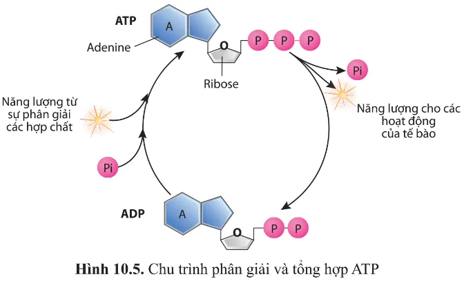 Dựa vào hình 10.5 nêu cấu tạo của ATP. ATP được phân giải và tổng hợp như thế nào? Luyen Tap 2 Trang 63 Sinh Hoc 10 145063