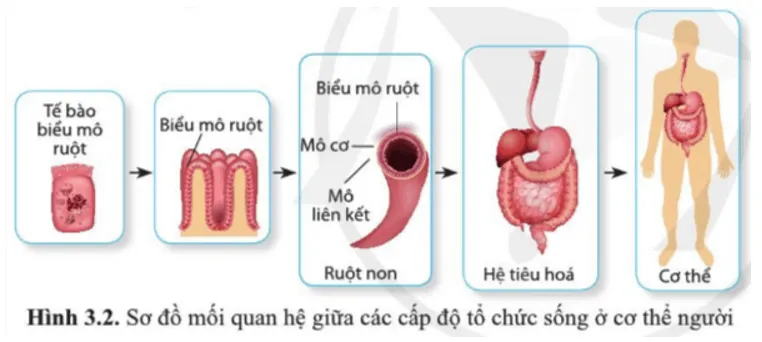 Quan sát hình 3.2, mô tả mối quan hệ giữa các cấp độ tổ chức sống ở cơ thể người Luyen Tap 3 Trang 21 Sinh Hoc 10