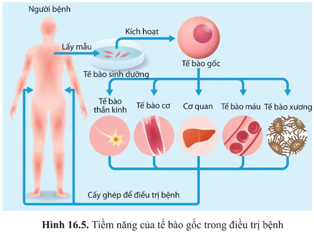 Quan sát hình 16.5 và cho biết tế bào gốc được kích hoạt từ tế bào sinh dưỡng có thể biệt hoá Luyen Tap 3 Trang 98 Sinh Hoc 10 145249