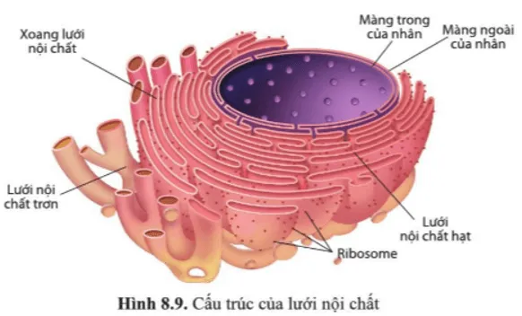 Quan sát hình 8.9, phân biệt cấu tạo lưới nội chất hạt và lưới nội chất trơn Luyen Tap 8 Trang 47 Sinh Hoc 10