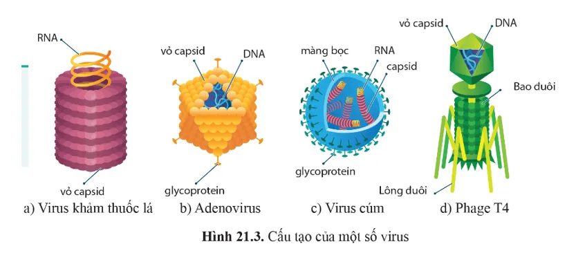 Quan sát hình 21.3 và cho biết cấu trúc nào của virus đóng vai trò là thụ thể. Luyen Tap Trang 132 Sinh Hoc 10