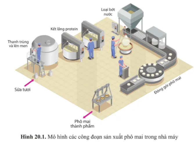 Quan sát các công đoạn sản xuất phô mai trong một nhà máy  Mo Dau 1 Trang 123 Sinh Hoc 10